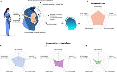 The Neurobiology of Zika Virus: New Models, New Challenges